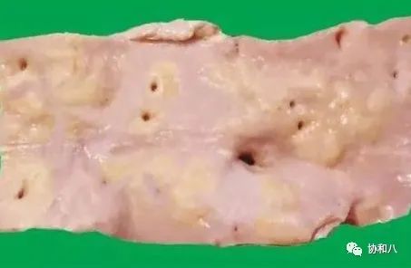 复习这些名解时总觉得怪饿的|协和八·脑洞大开