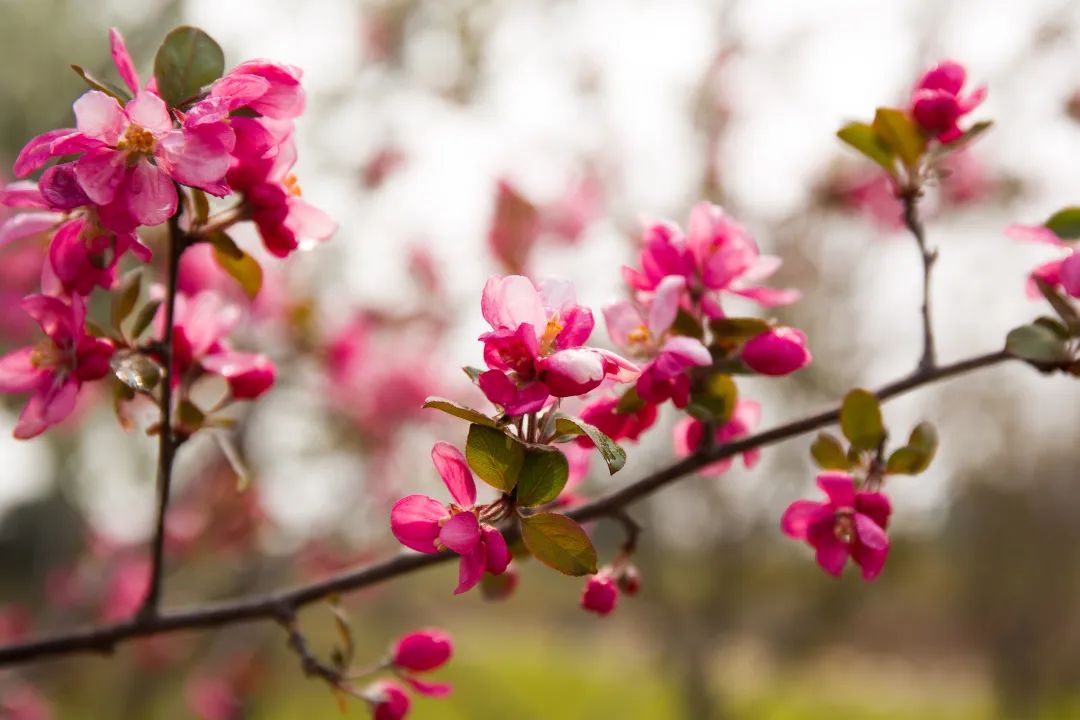 我从花海中归来！花仙子4月15日盛大开园