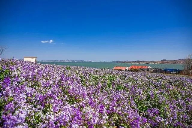 我从花海中归来！花仙子4月15日盛大开园