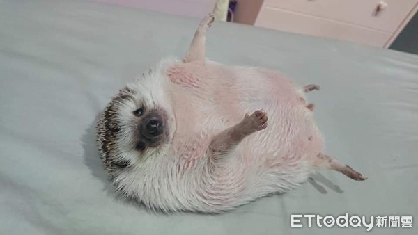 刺猬1.2kg胖成球　兽医惊讶没见过