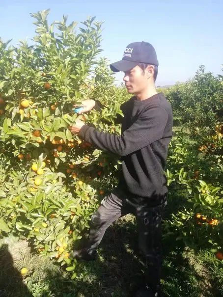 橙子哥创业记,橘子创业记