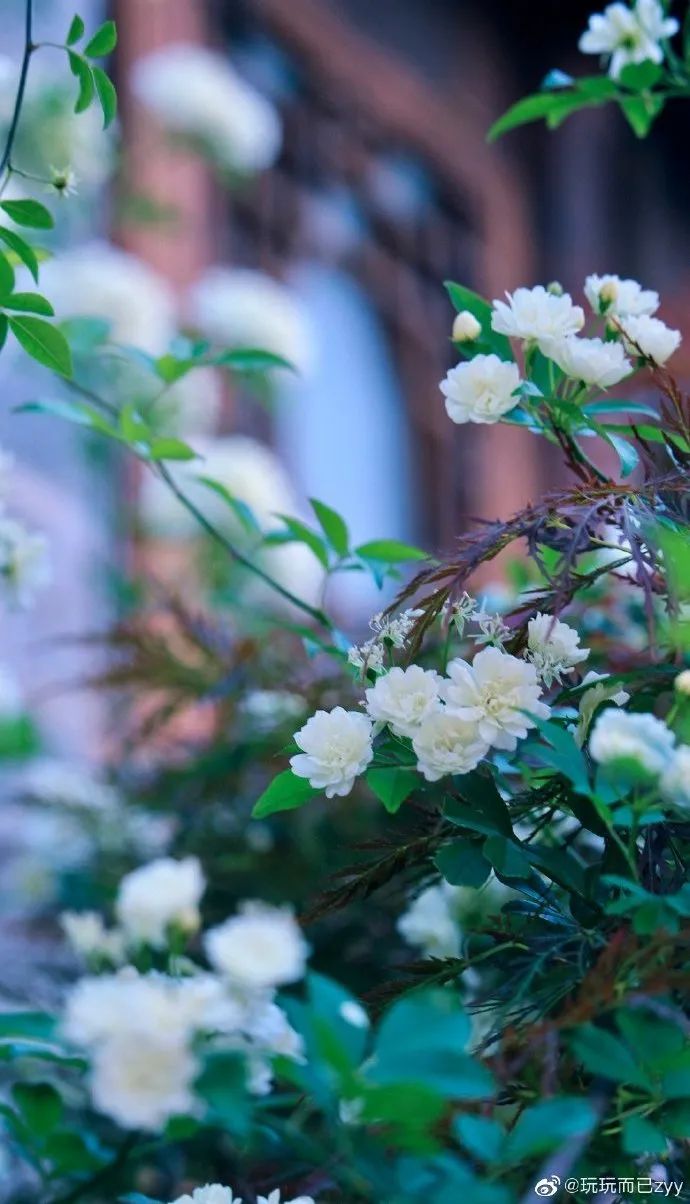 花漾秦淮|最是一年春好处，木香盛放醉秦淮