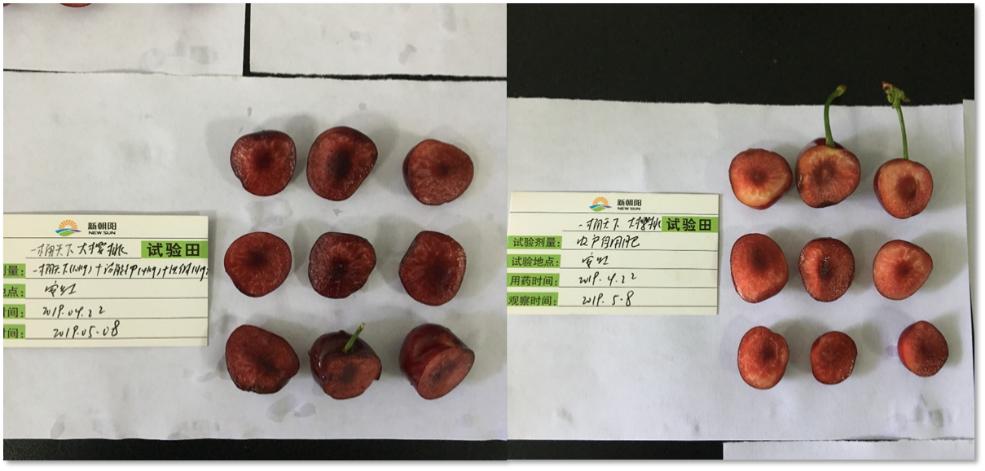 新一代生物刺激剂,植物源生物刺激剂