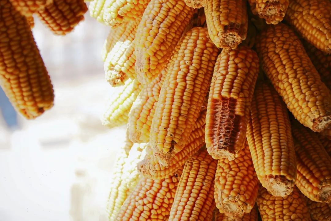 五谷是什么分别指哪些,五谷是什么