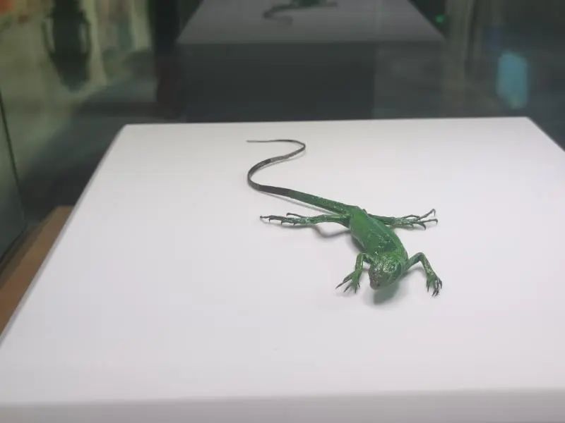 还有人从国外寄来20多只果蝠标本？海淘代购注意了，邮寄蜥蜴、盆景入境，可能会入刑！