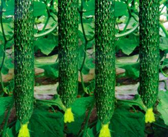 樱桃保存最佳方法快递,樱桃怎么样才能放冰箱保鲜