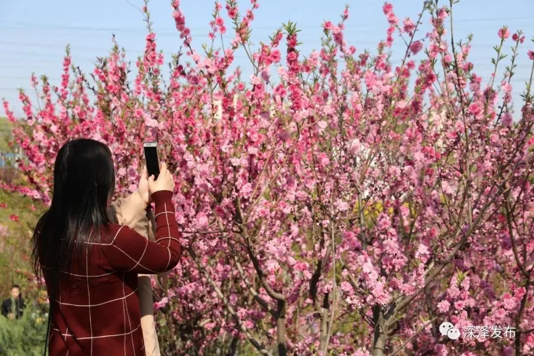 石家庄的春天真的太美啦,石家庄春天看花