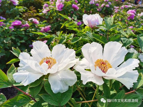 牡丹园雨天,雨天游牡丹园