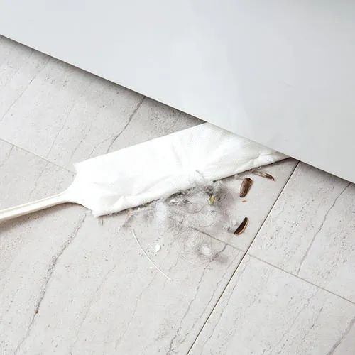 为什么房子里总有小毛毛,为什么房子里面会长蘑菇科学探究