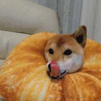 我家汪太能叫了怎么办？快看看这十个方法