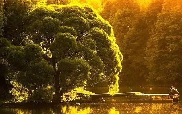 30缸一棵莫斯树造景,莫斯树和丹麦红玫瑰造景