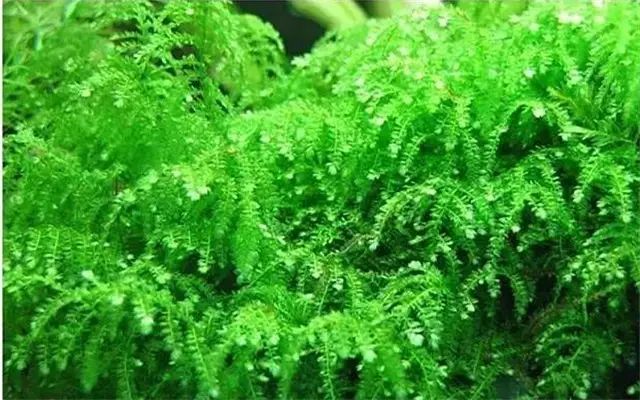 30缸一棵莫斯树造景,莫斯树和丹麦红玫瑰造景