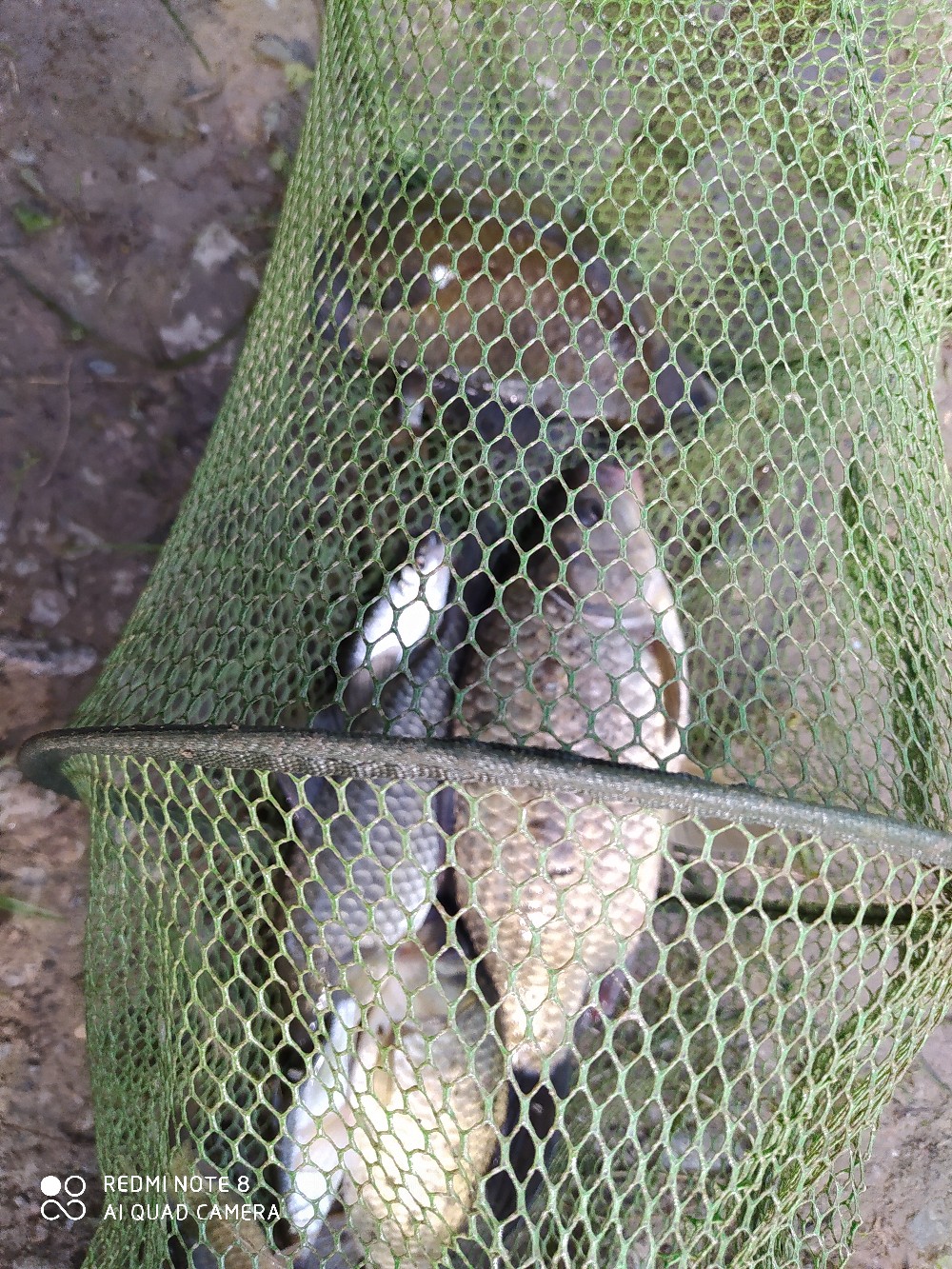 海竿串钩钓大鱼技巧和方法,海竿串钩怎么钓最灵活图解