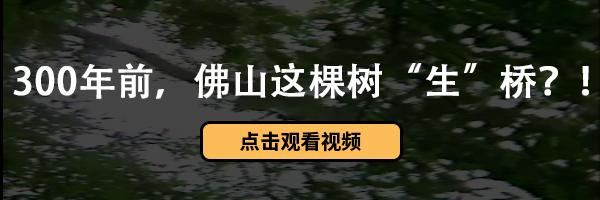 佛山飞厦门航班价格表,佛山飞厦门的航班什么时候有