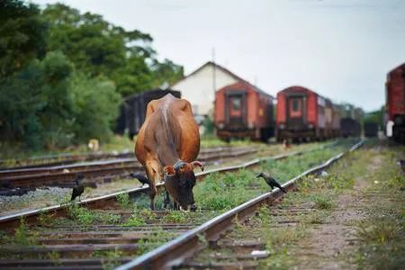 外国人评论印度火车,印度人吐槽印度火车