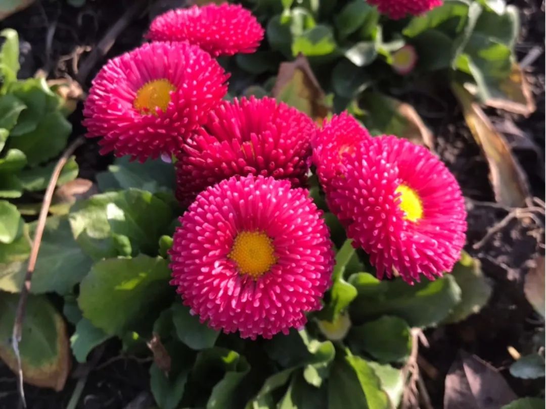 绿道有哪些科普,绿道花卉