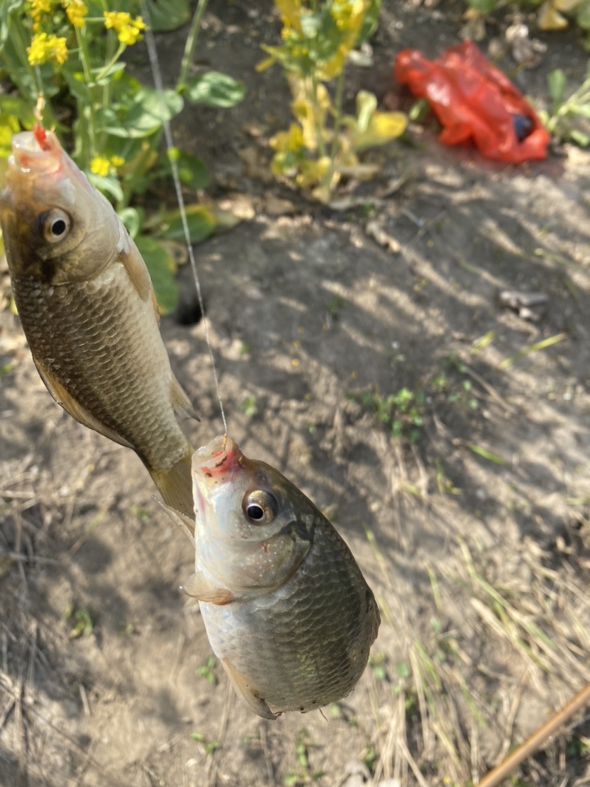 骆马湖秋季鲫鱼,骆马湖最大鲫鱼