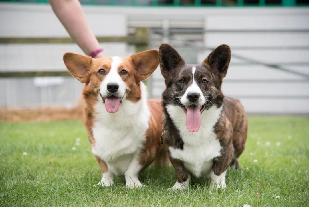 终于找到满眼都是你的狗子了,终于找到同类的哈士奇