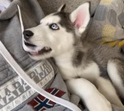 狗狗过敏会出现什么症状吃什么药,狗狗皮肤过敏的症状和治疗方法