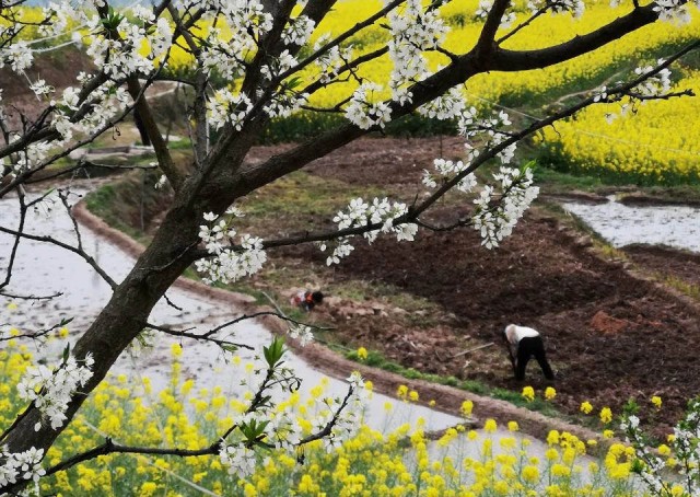 山海一家亲,共品巫山味!巫山农产品线上特卖会今儿“开市”