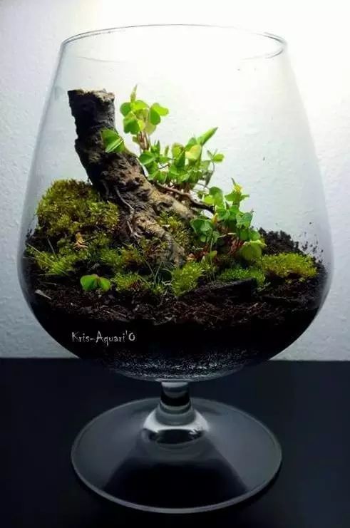 胶囊微景观,胶囊景观