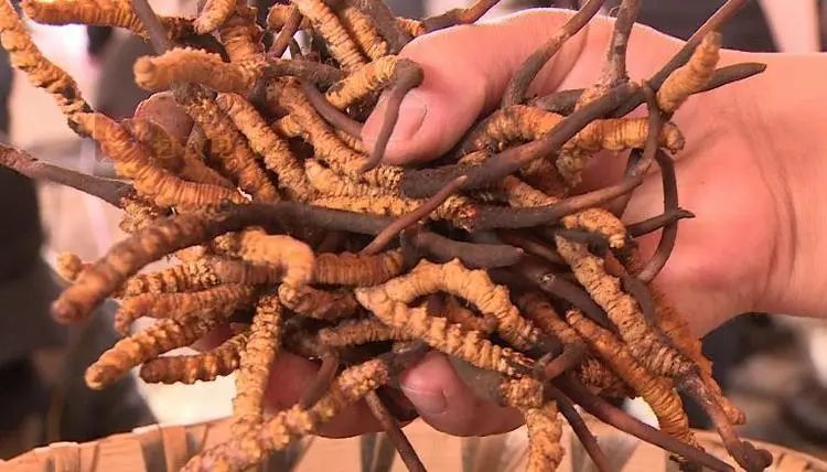 野生新虫草上市,新鲜货虫草