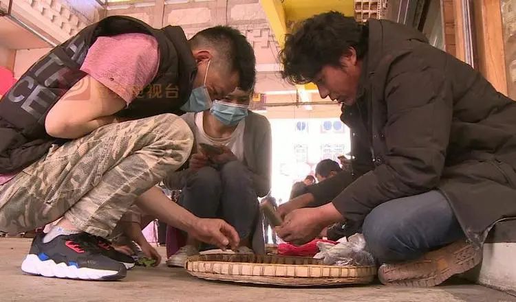 野生新虫草上市,新鲜货虫草