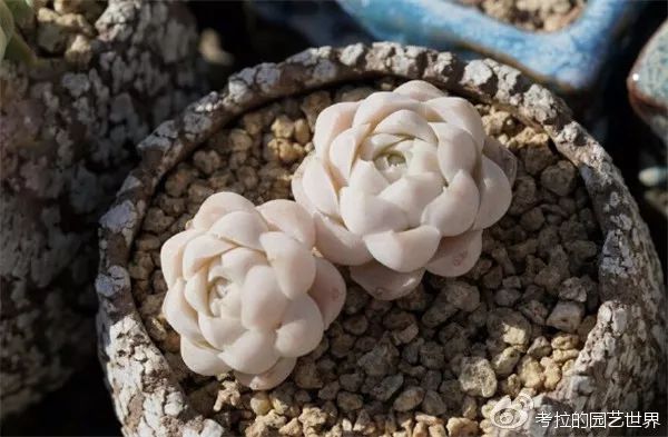 那些年被肉友爱过且脸盲过的月影系！你都有吗？