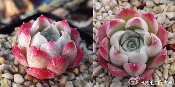 那些年被肉友爱过且脸盲过的月影系！你都有吗？