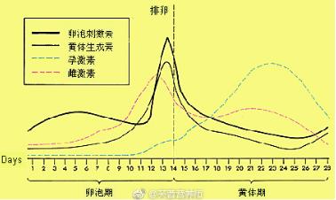 小姨妈是指什么关系,排卵期出血持续10多天是什么原因