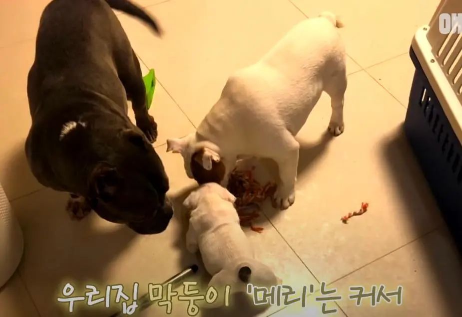 小奶狗怎么越吃越瘦是什么原因,小奶狗太瘦如何快速长胖