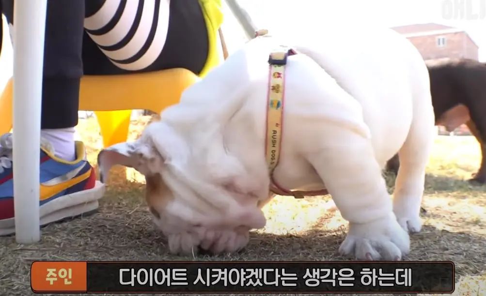 小奶狗怎么越吃越瘦是什么原因,小奶狗太瘦如何快速长胖