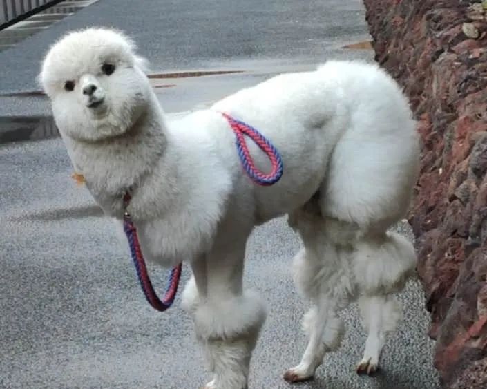 网友吸猫撸狗,吸猫撸狗的地方