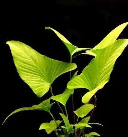 11个水产养殖的土办法,水溶肥的施肥方法和禁忌