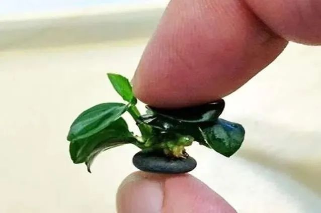 11个水产养殖的土办法,水溶肥的施肥方法和禁忌