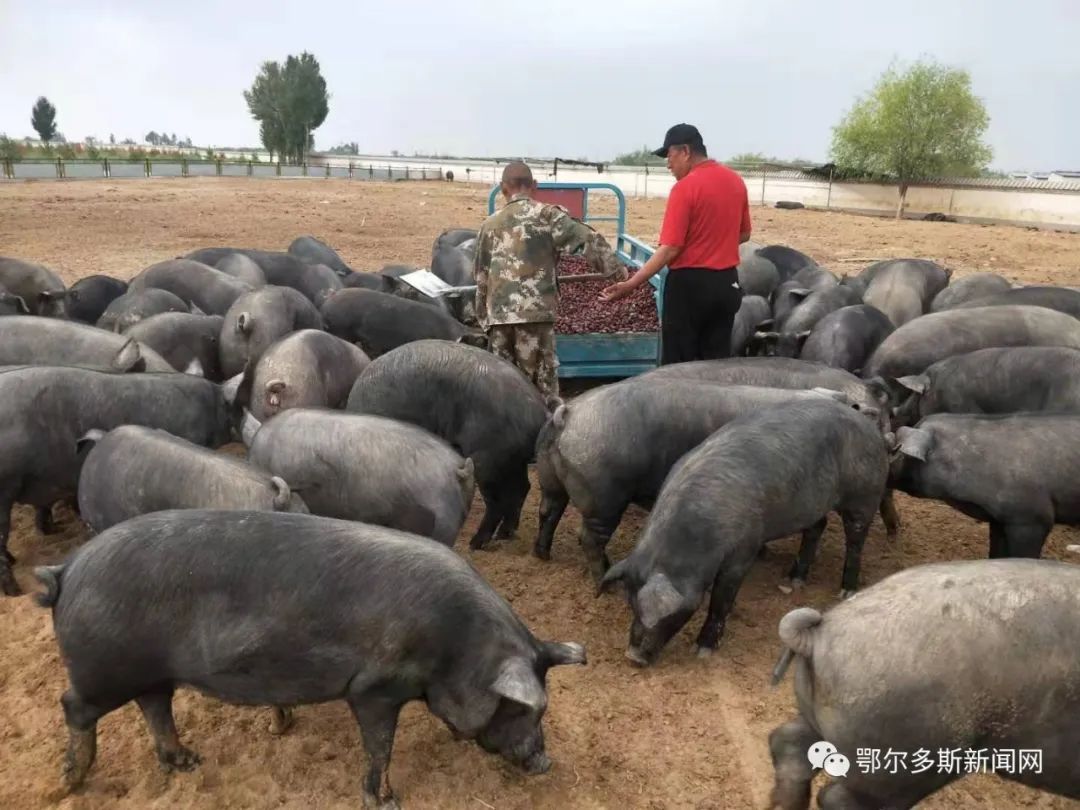 东胜村子奔小康路上,有好多企业来帮忙