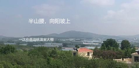 油桃汁水,黄心油桃5斤应季大桃子