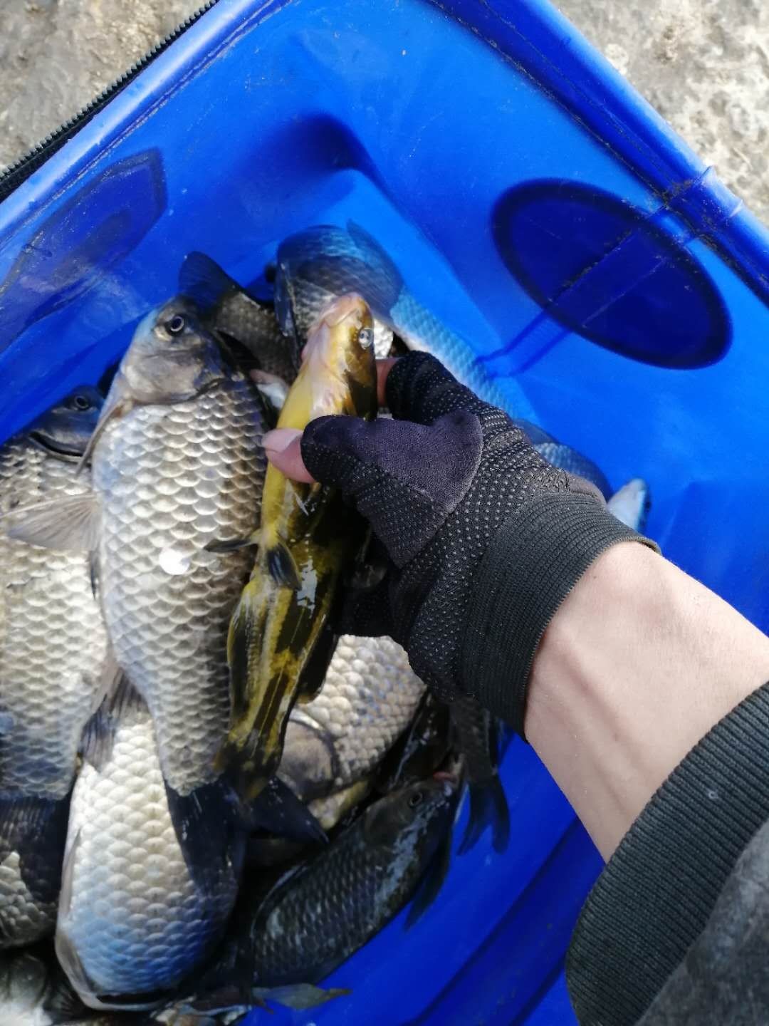 普通自制串钩最简单方法,如何自制马口串钩