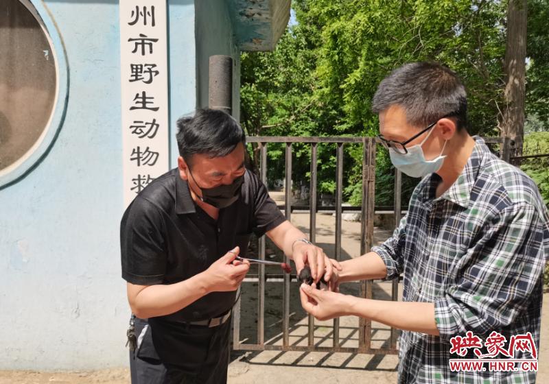 喜鹊巢中坠落怎么救,救助受伤的小喜鹊