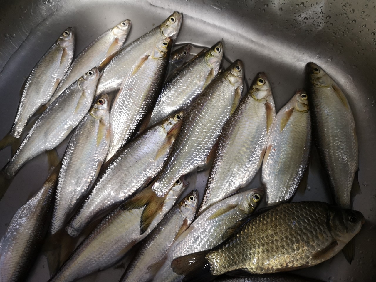 大餐条拉得很有手感，就是太费子线