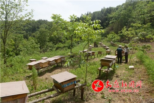 “二贾”高山蜜，致富“新法宝”