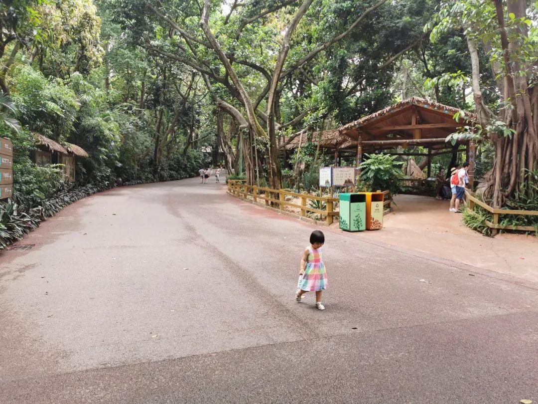 广州长隆野生动物世界何时建成,广州长隆野生动物园有白狮