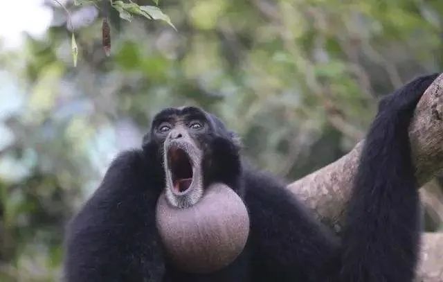 最新广州长隆野生动物园南门攻略,广州长隆动物园的白虎简介