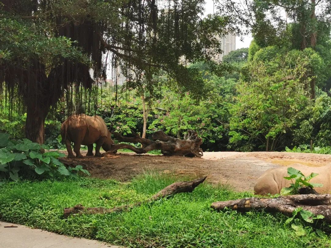 最新广州长隆野生动物园南门攻略,广州长隆动物园的白虎简介