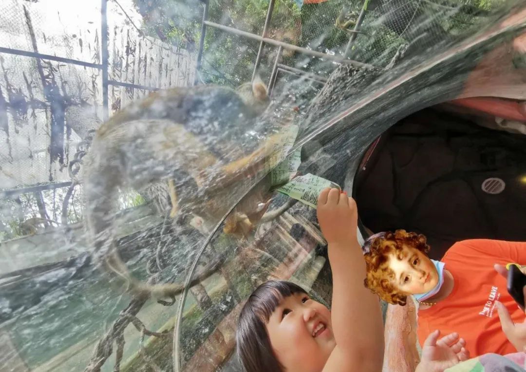 广州长隆野生动物世界何时建成,广州长隆野生动物园有白狮