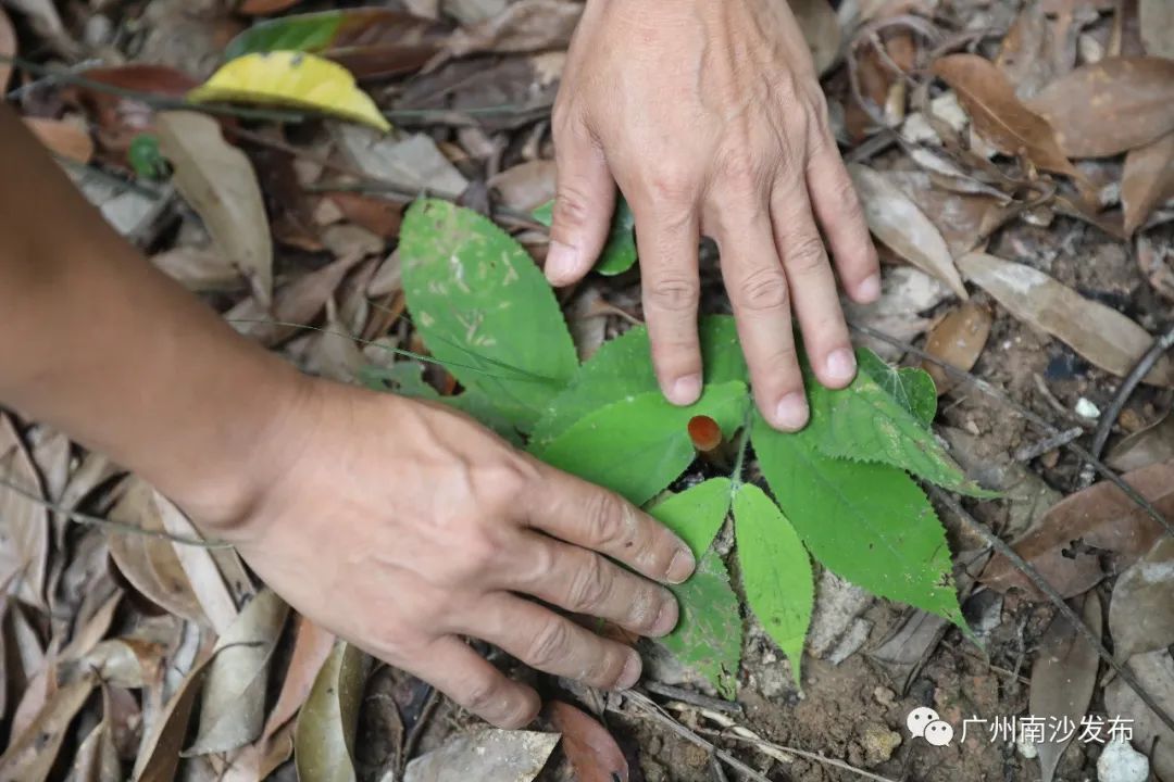 50%50%为什么等于0.75,100%黑巧克力怎么做好吃