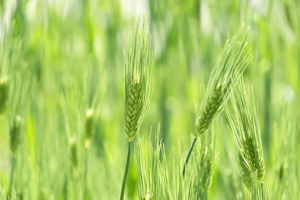 小满节气英文怎么说,二十四节气中的小满用英语怎么说