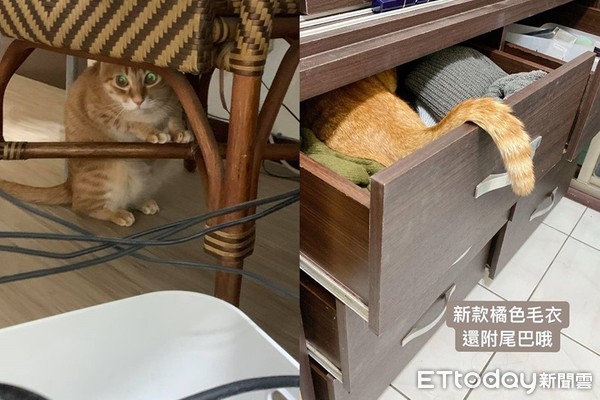 喵皇化身橘皮键盘！打到一半开咬