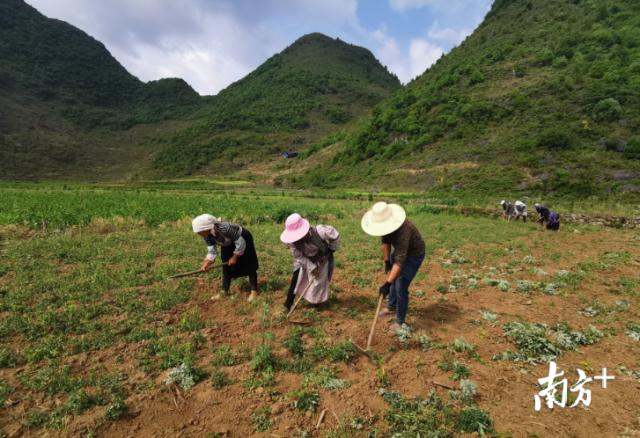 结对帮扶三年多,罗湖给这两个贫困县带去了什么?