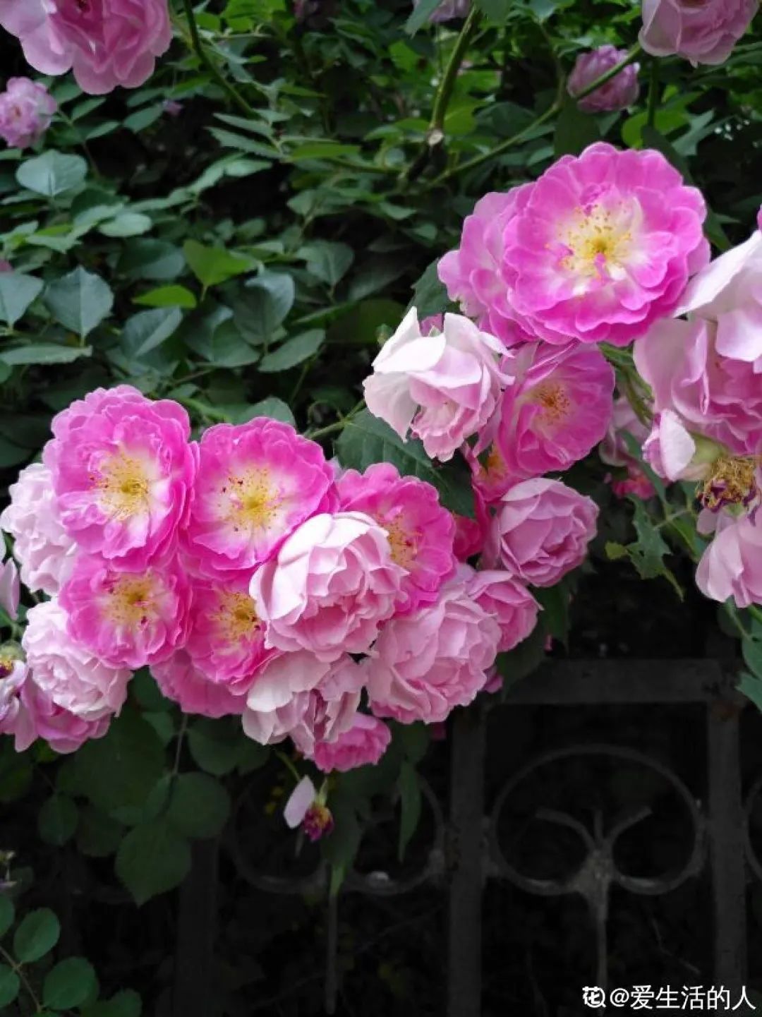 绿道科普展,绿道科普看初夏街头满目芳菲